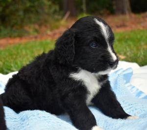 Bernedoodle Puppies For Sale