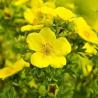 6 pack x 300 Seeds Evening Primrose Seeds