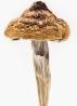 B+ Plus Magic Mushrooms For Sale Online