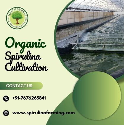 Green Bubble Algal Works: Profitability of Spirulina Cultivation